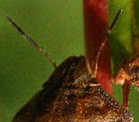 Da identificare - Carpocoris? No, Eurygaster testudinaria